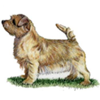 Norfolk Terrier - Click Image to Close